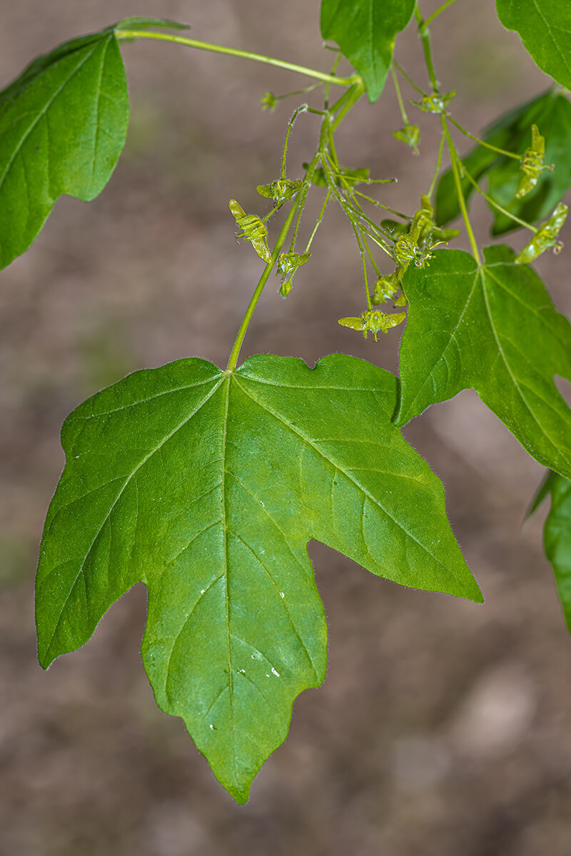 Morton Miyabe Maple, Fall Foliage