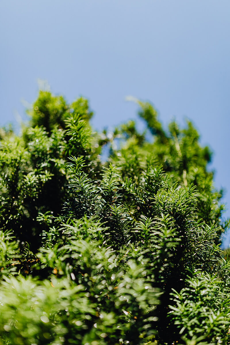 The Canadian Yew from North America, Red Cedar Trees