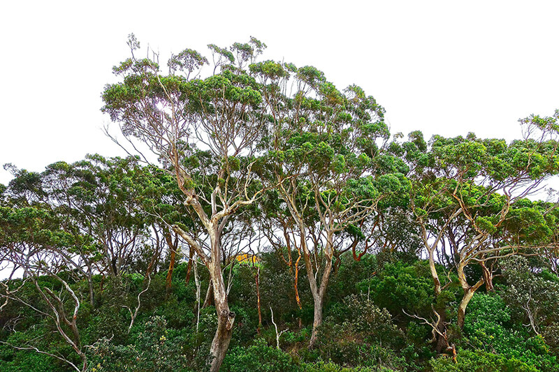 Evergreen Species: The Eucalyptus Evergreen Tree