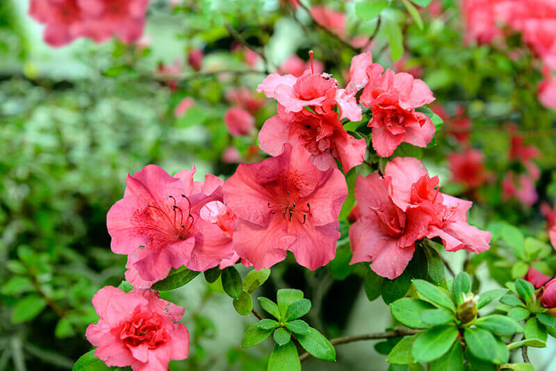 The Rhododendron, Evergreen Species