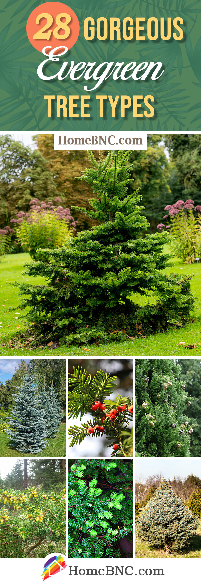 Types of Evergreen Trees