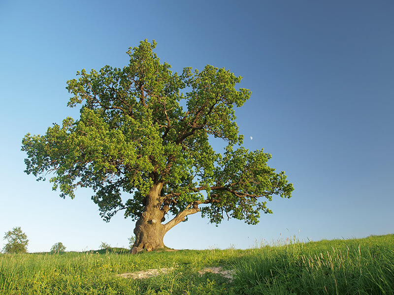 Black Oak Tree, Oak Quercus, Chinkapin Oak, Quercus Falcata