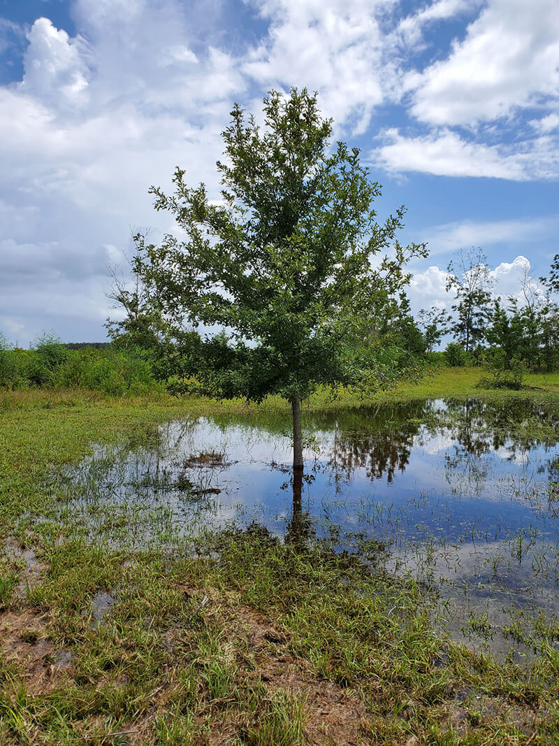 Overcup Oak Tree, Oak Quercus, Shade Tree, Quercus Falcata