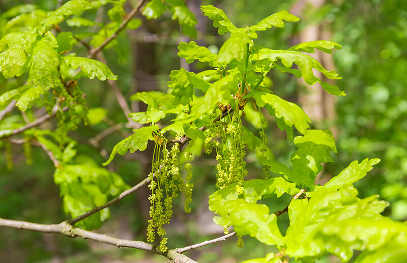 White Oak Tree in North America, Oak Quercus, Shade Tree, White Oak Trees