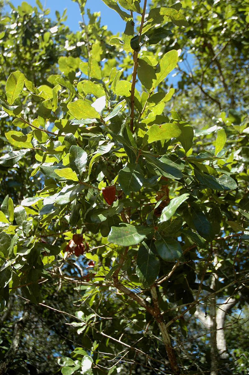 Chapman Oak Tree in North America, Oak Quercus