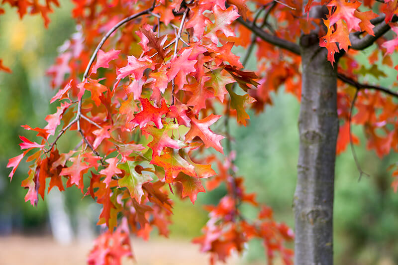 Scarlet Oak Tree in North America, Oak Quercus