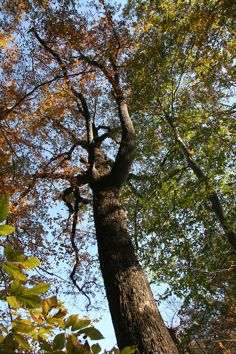 Chestnut Oak Tree, Oak Quercus