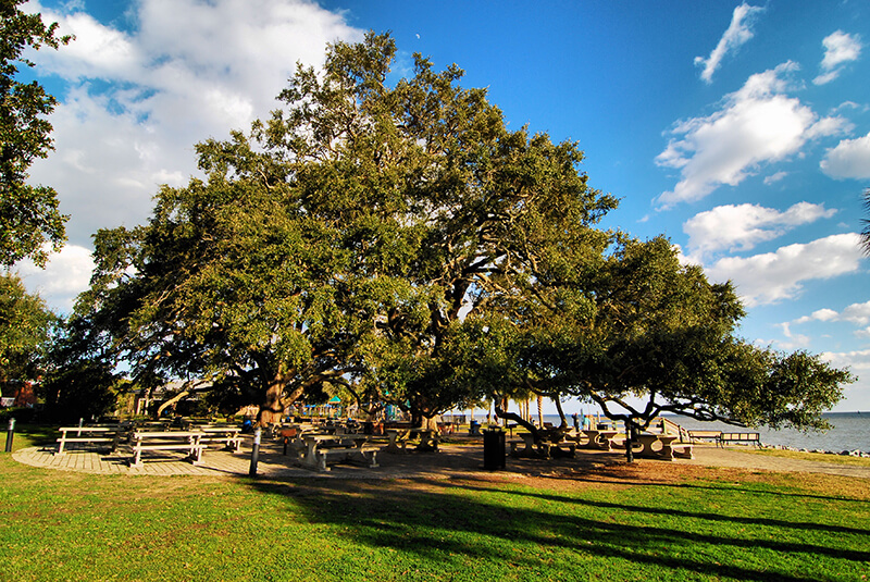 Coast Live Oak Tree, Oak Quercus