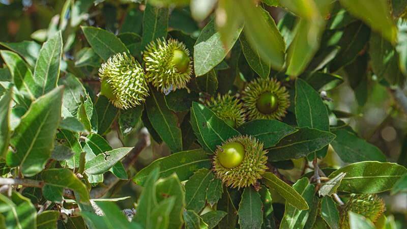 Palestine Oak Tree, Oak Quercus