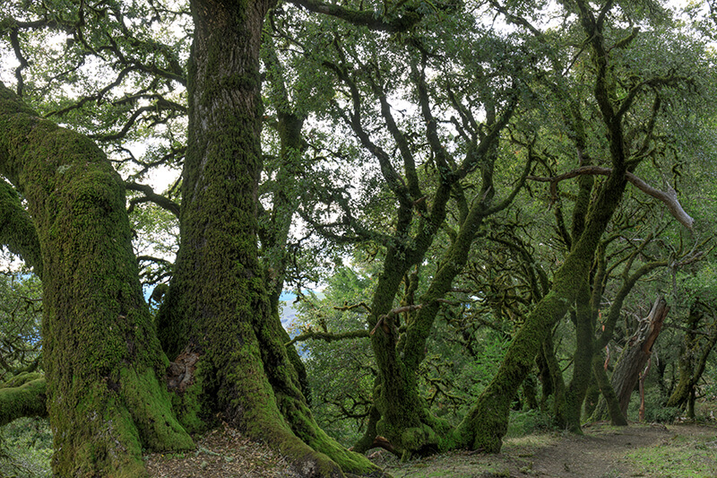 Canyon Live Oak Tree, Oak Quercus