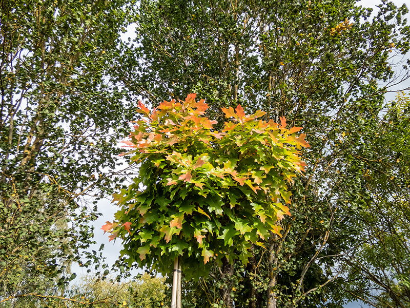 Pin Oak or Swamp Spanish Oak Tree, Oak Quercus