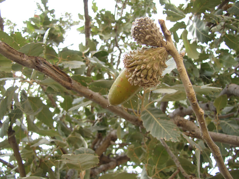 Persian Oak—Brants Oak Tree, Oak Quercus