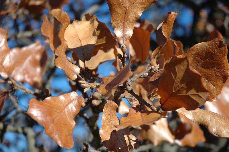 Blackjack Oak Tree, Oak Quercus