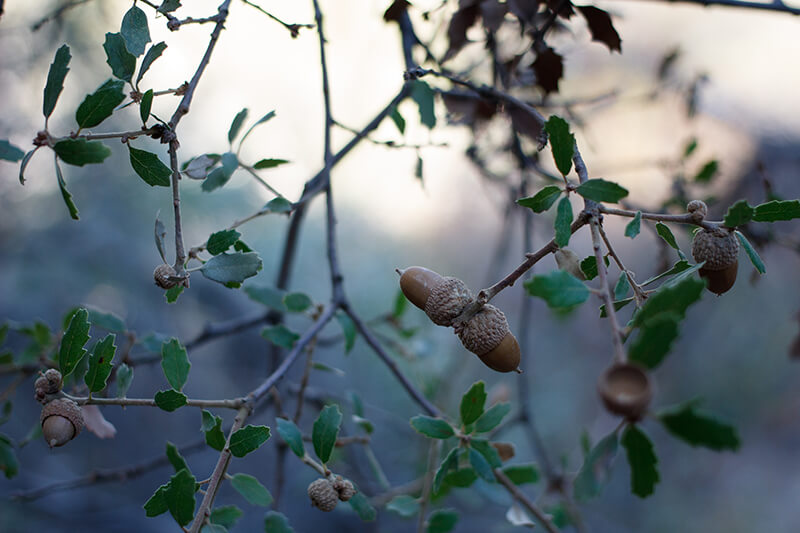 Ajo Mountain Scrub Oak Tree, Oak Quercus