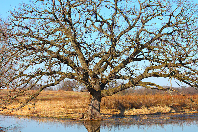 Bur Oak, Oak Quercus, Oregon White Oak