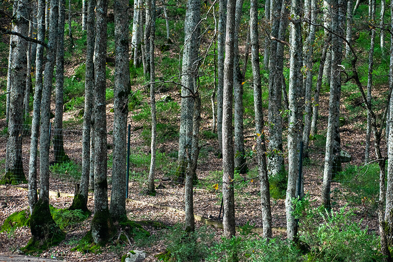 Mirbeck's Oak, Oak Quercus, Chinkapin Oak