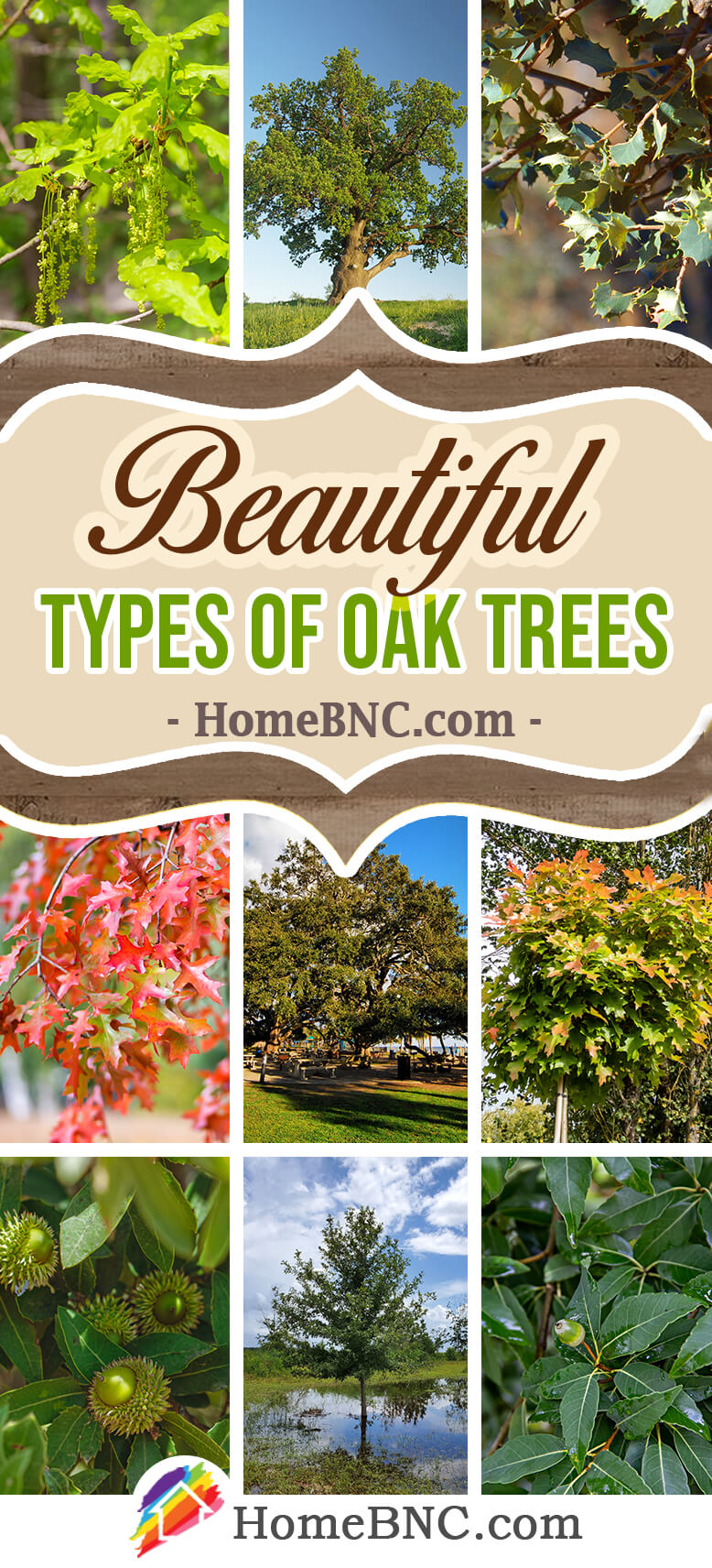 Types of Oak Trees