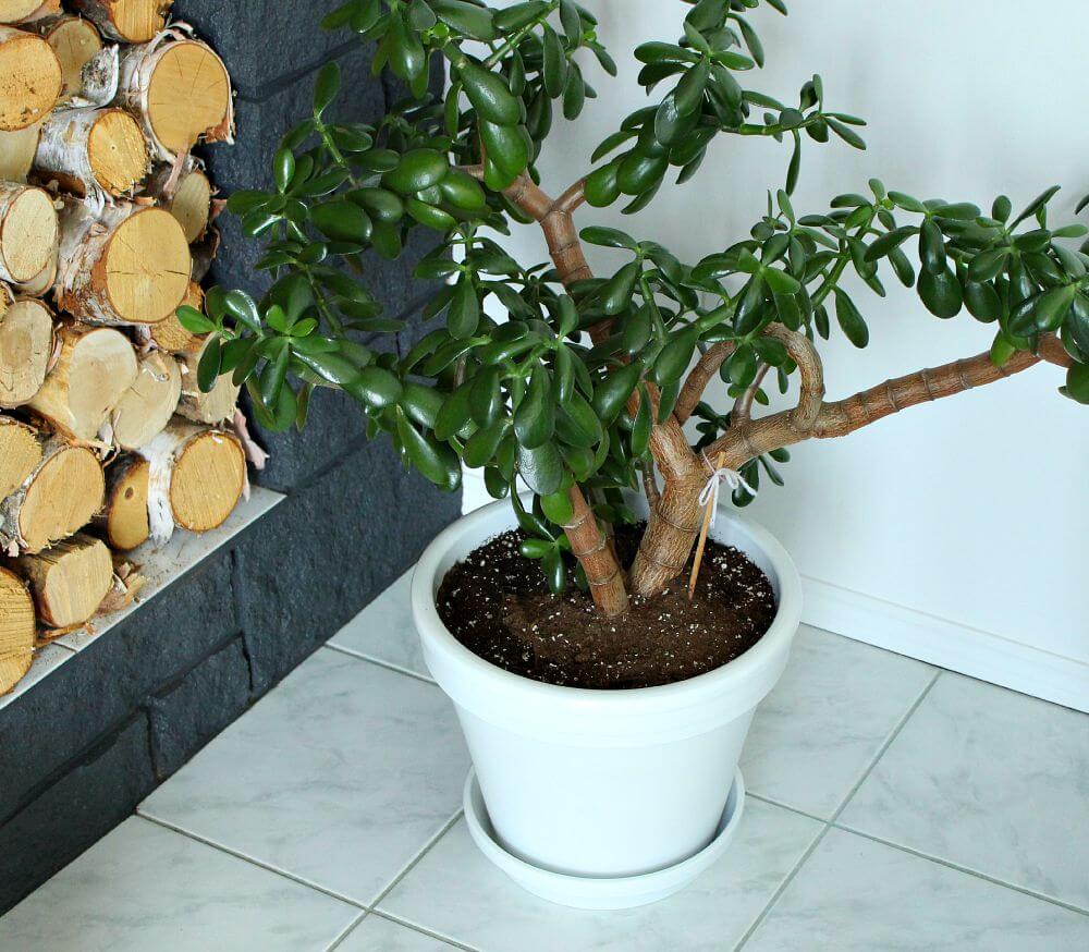 Ways to Disguise a Terra-Cotta Pot