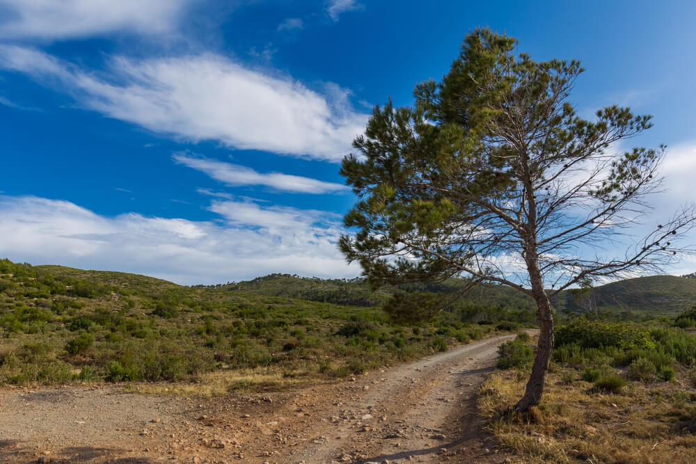 Pinus halepensis