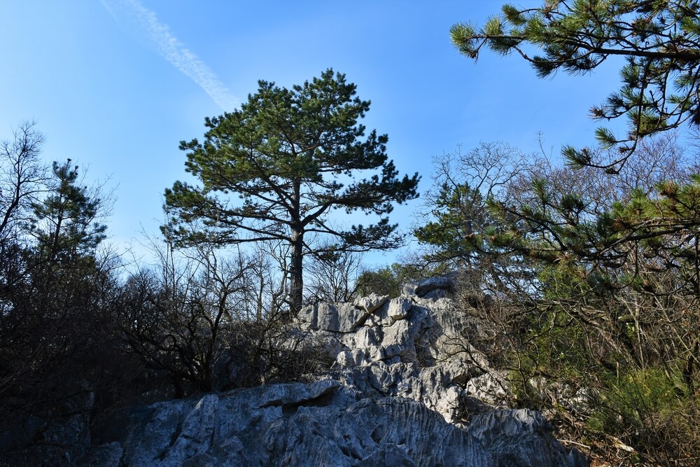 Pinus nigra