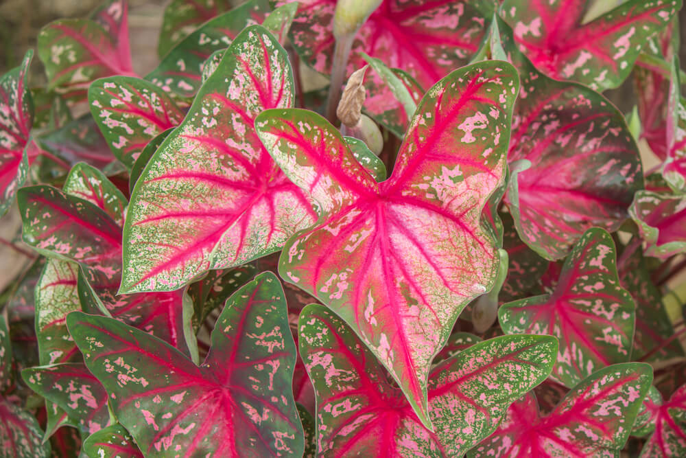 Caladium