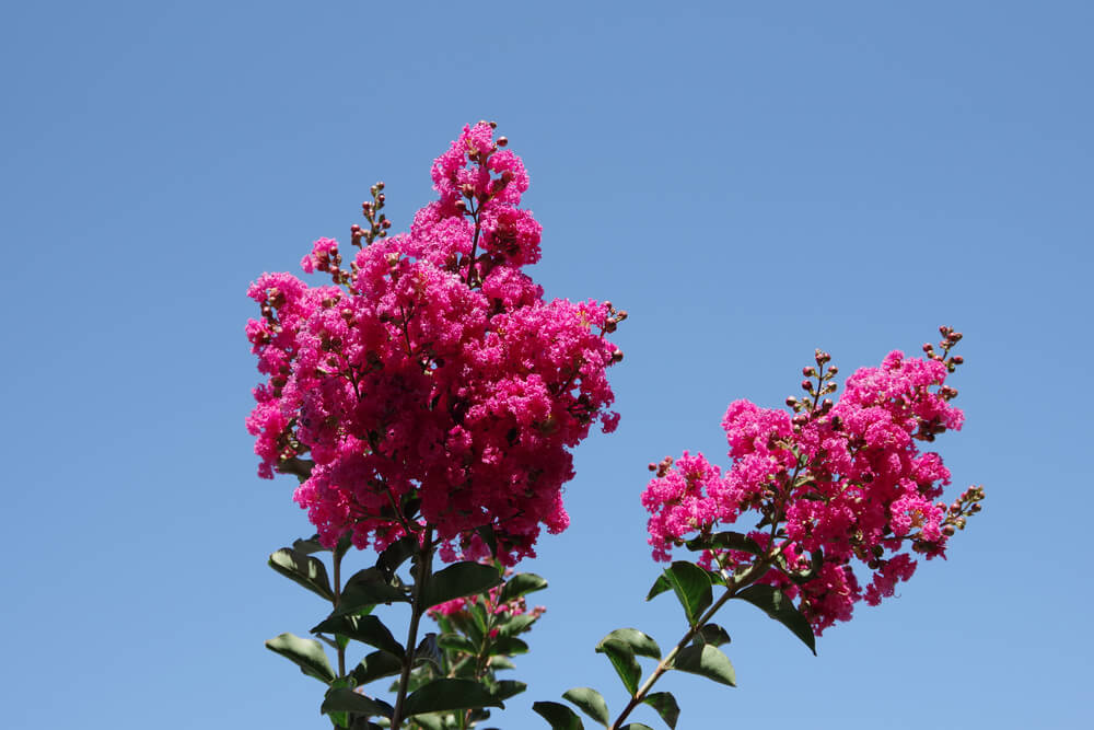 Lagerstroemia indica Whit III