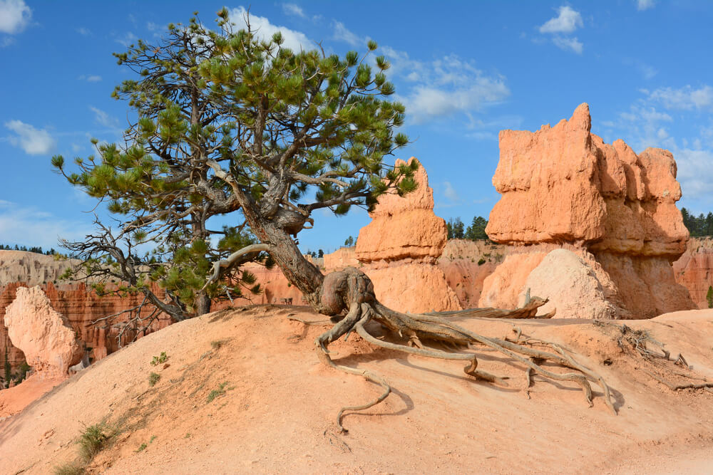 Pinus aristata