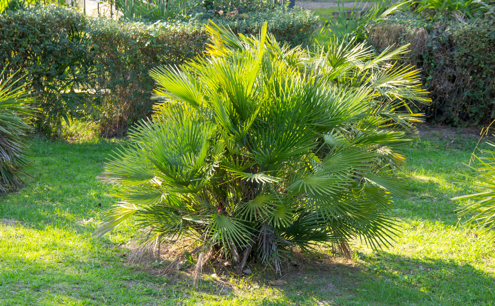 Chamaerops humilis