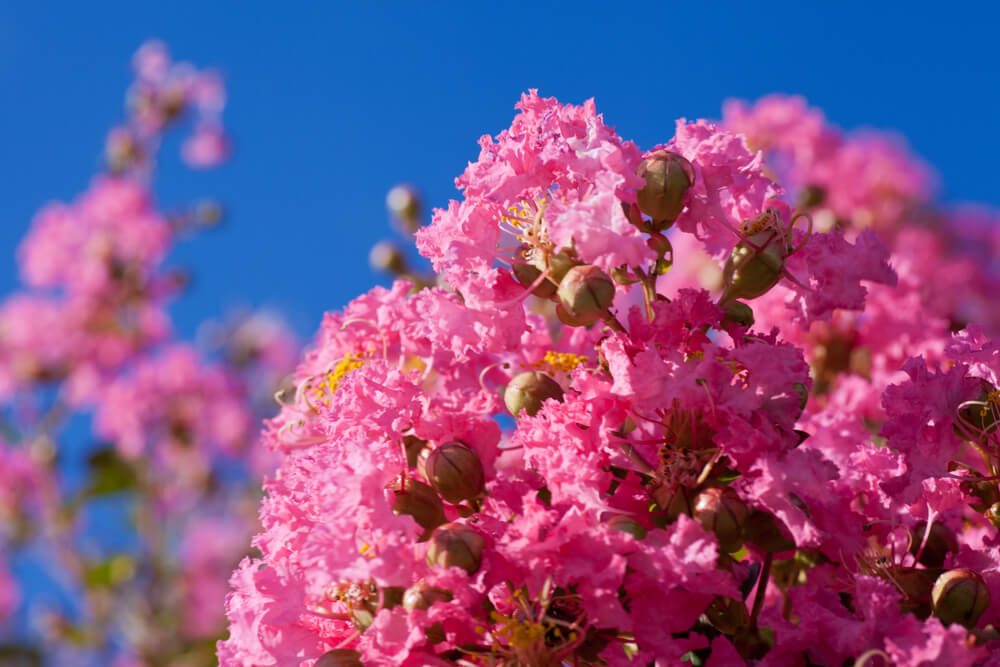 Lagerstroemia indica Hopi