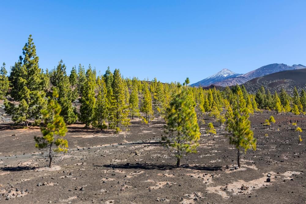 Pinus canariensis