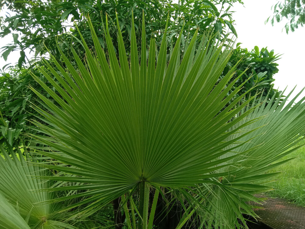 Livistona chinensis