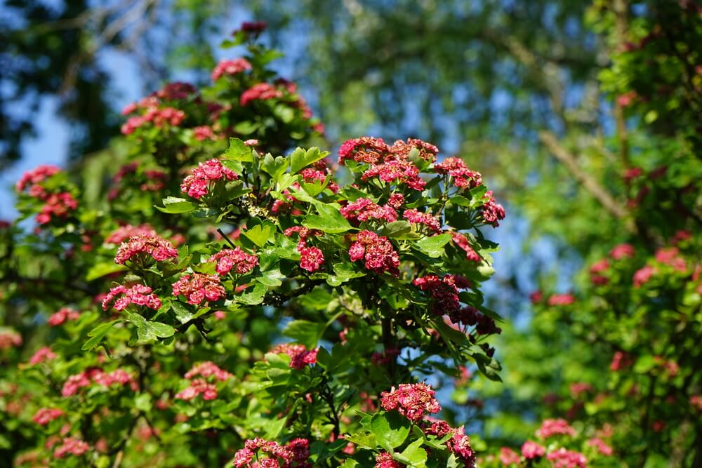 Crataegus laevigata Paul's Scarlet