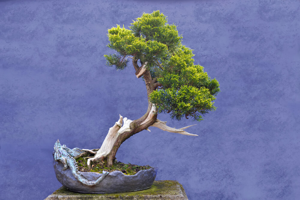 Juniperus