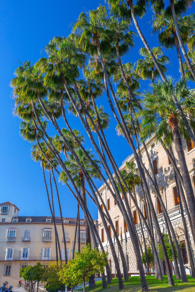 Washingtonia robusta