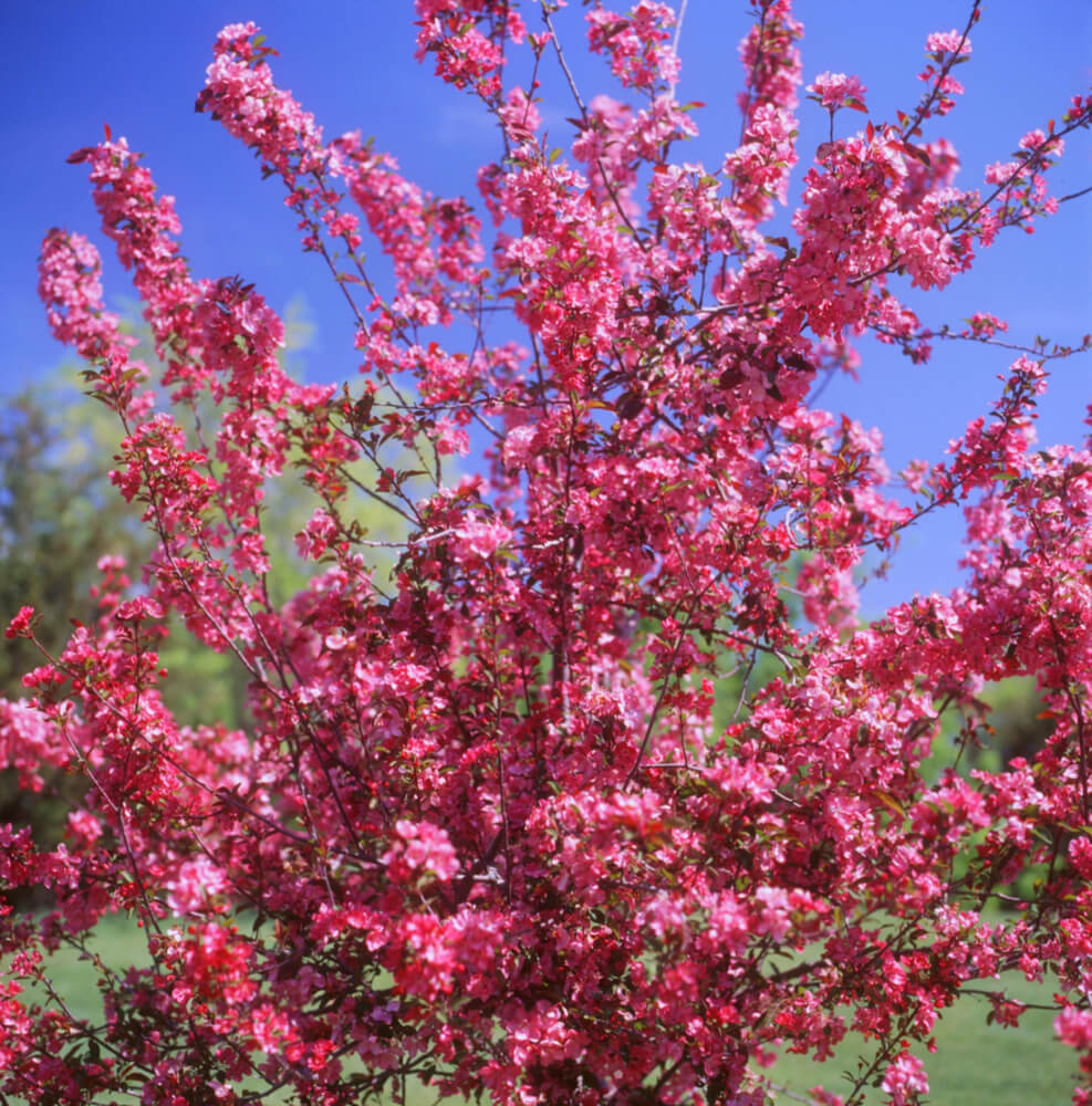 Malus Pink Spires