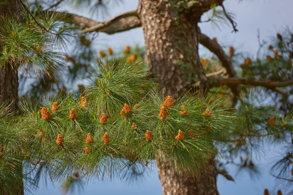 Pinus tabuliformis