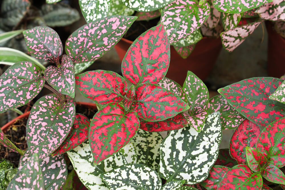 Hypoestes phyllostachya