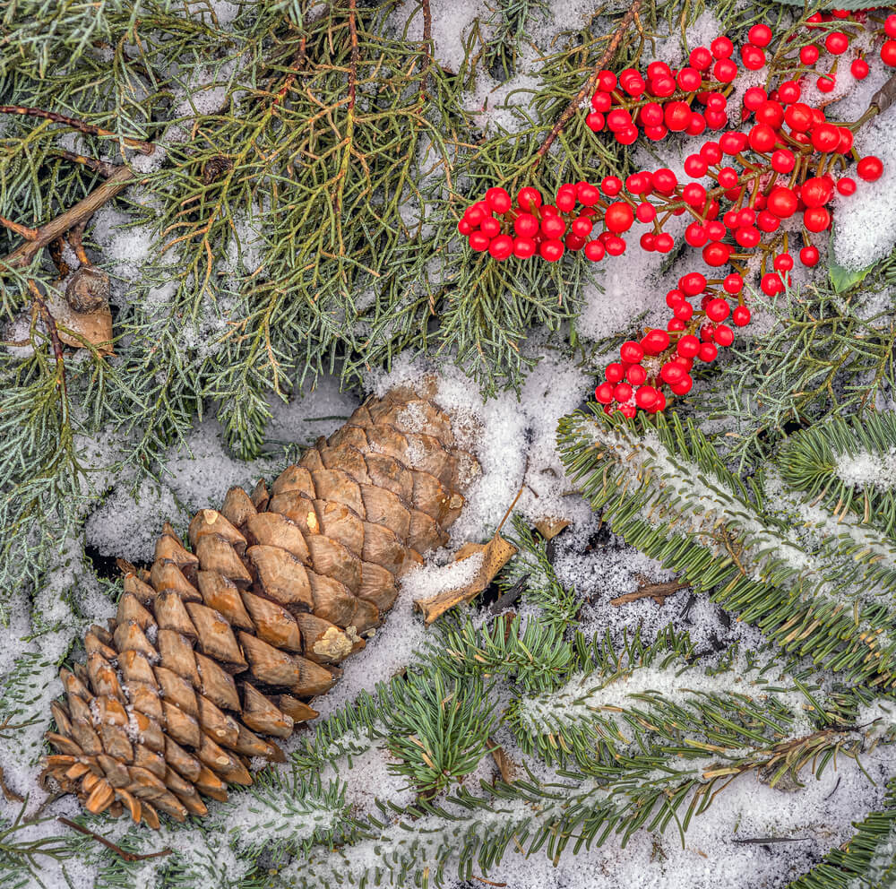 Pinus coulteri