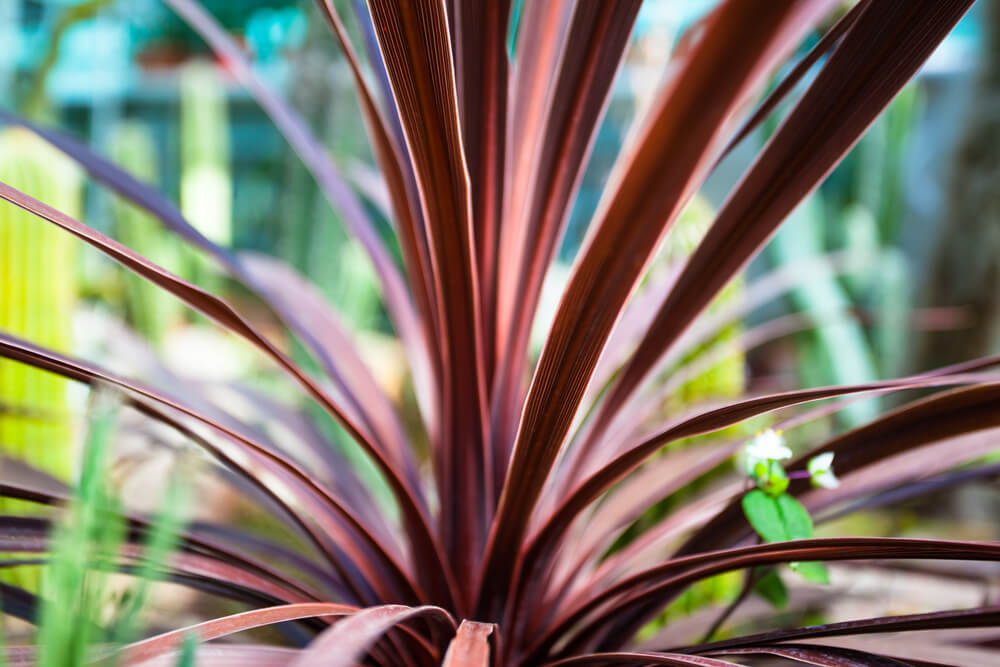 Cordyline australis Red Star