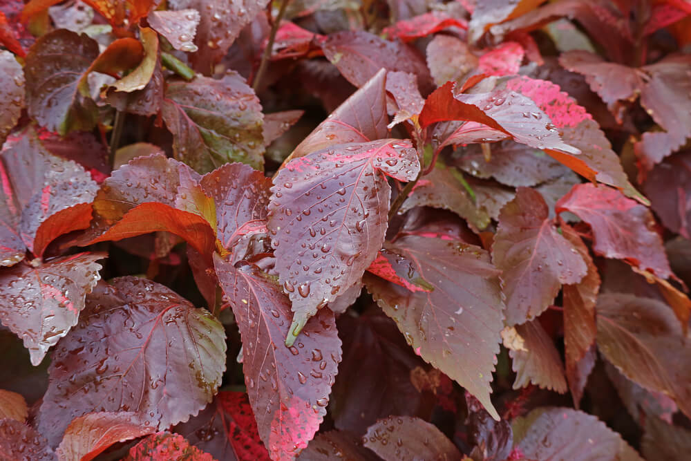 Acalypha wilkesiana