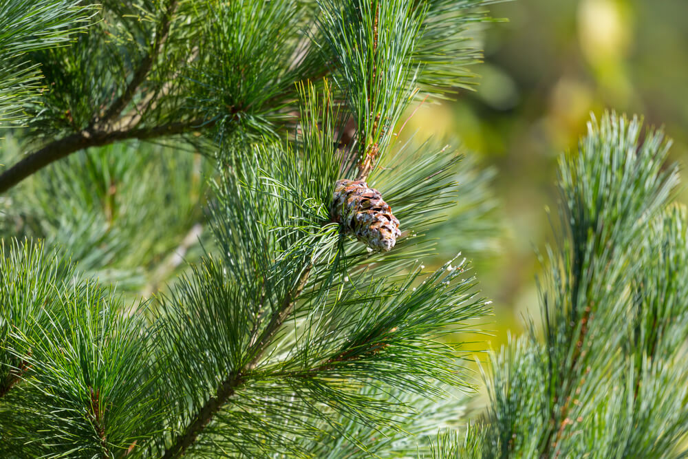 Pinus strobus