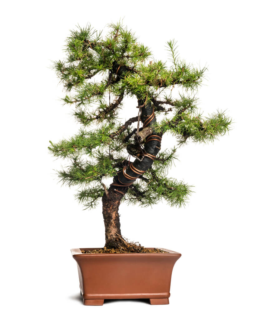 Larix leptolepis