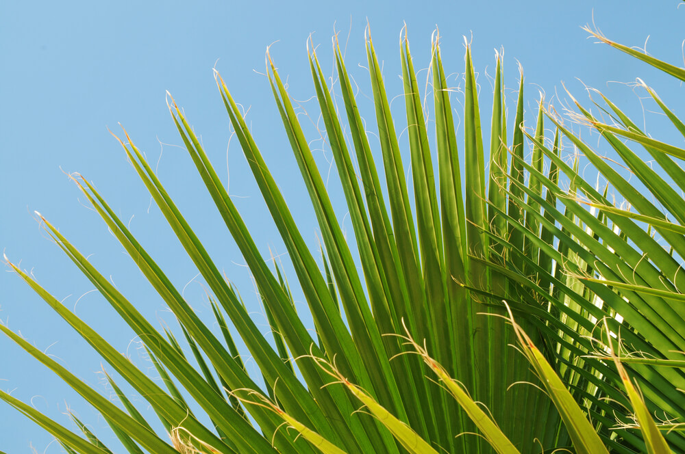 Serenoa repens