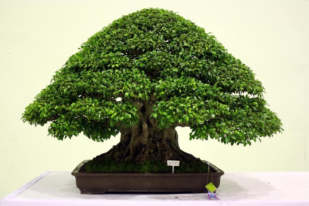 Ficus retusa