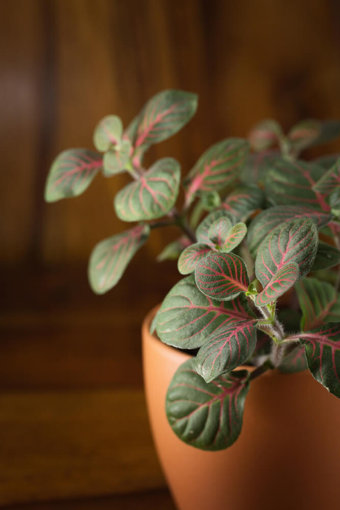 Fittonia albivenis Black Star