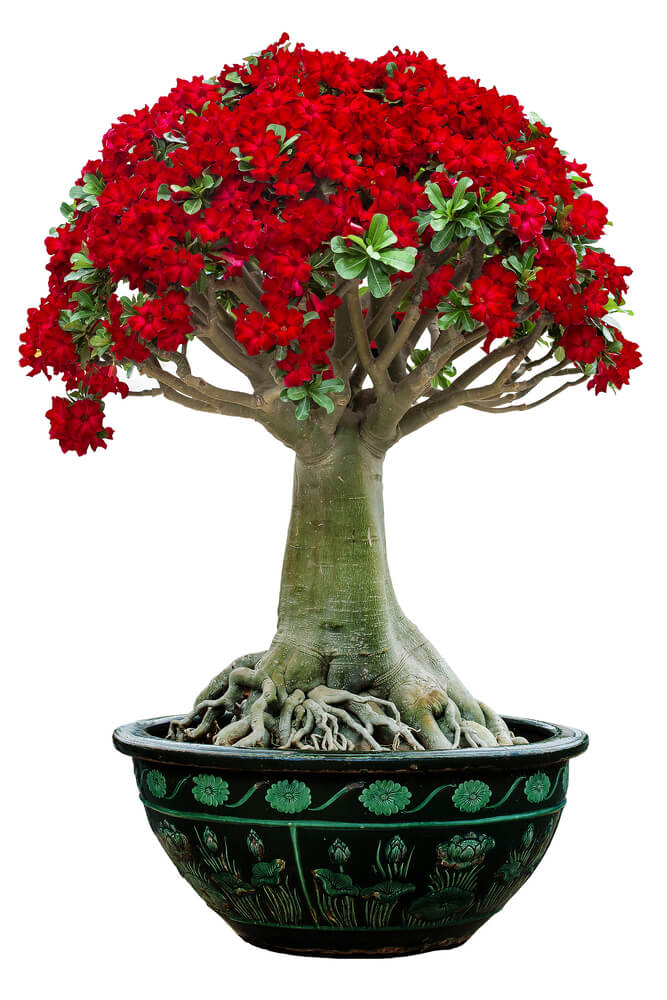 Adenium obesum