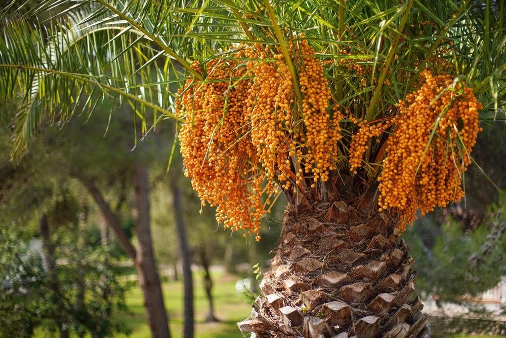 Butia capitata