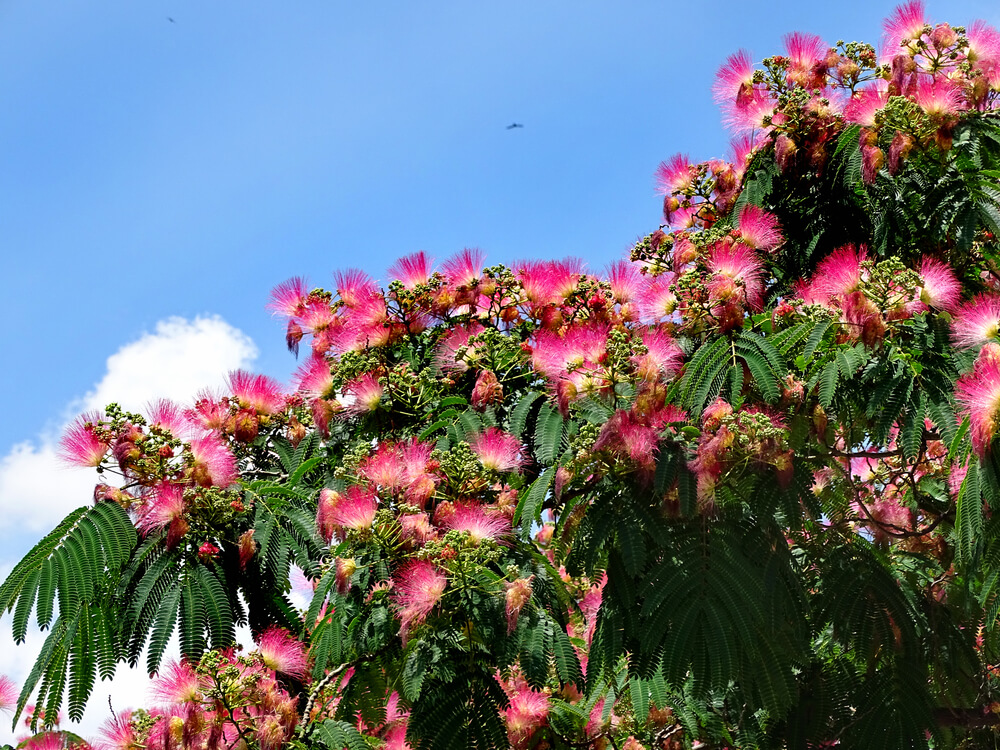 Albizia julibrissin