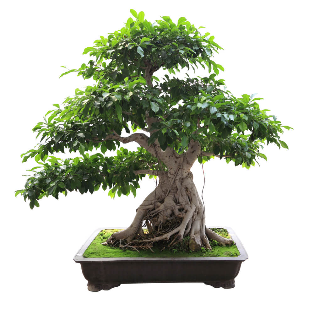 Ficus benghalensis