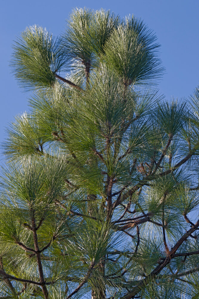 Pinus sabiniana